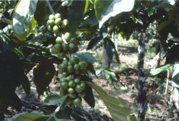Kaliklatah-plantaža kave