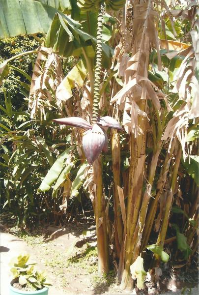 Cvjetovi banane u vrtu palače dar di Said u Marakeshu