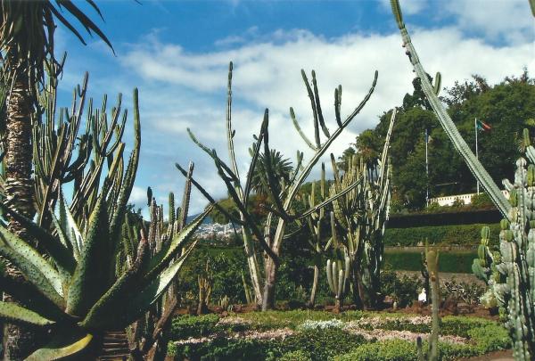 Šuma kaktusa