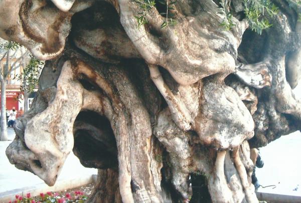 Palma de Mayorka-stablo masline staro 700 god.