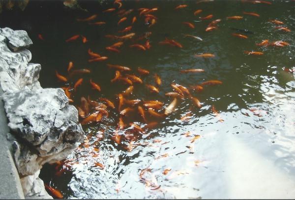 Crvene ribe u vrtovima sreće mandarina YU